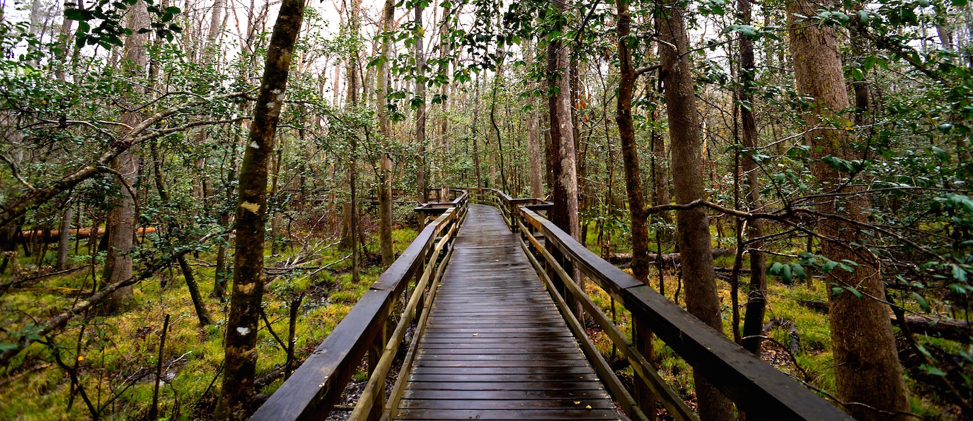 Boardwalk Loop