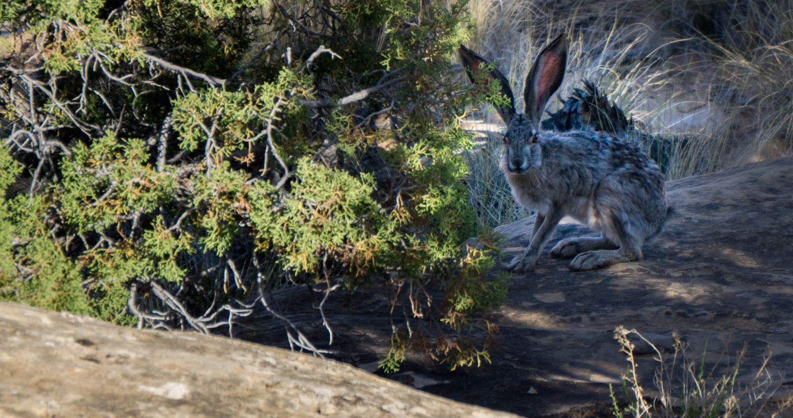 Jack Rabbit at Pothole Point