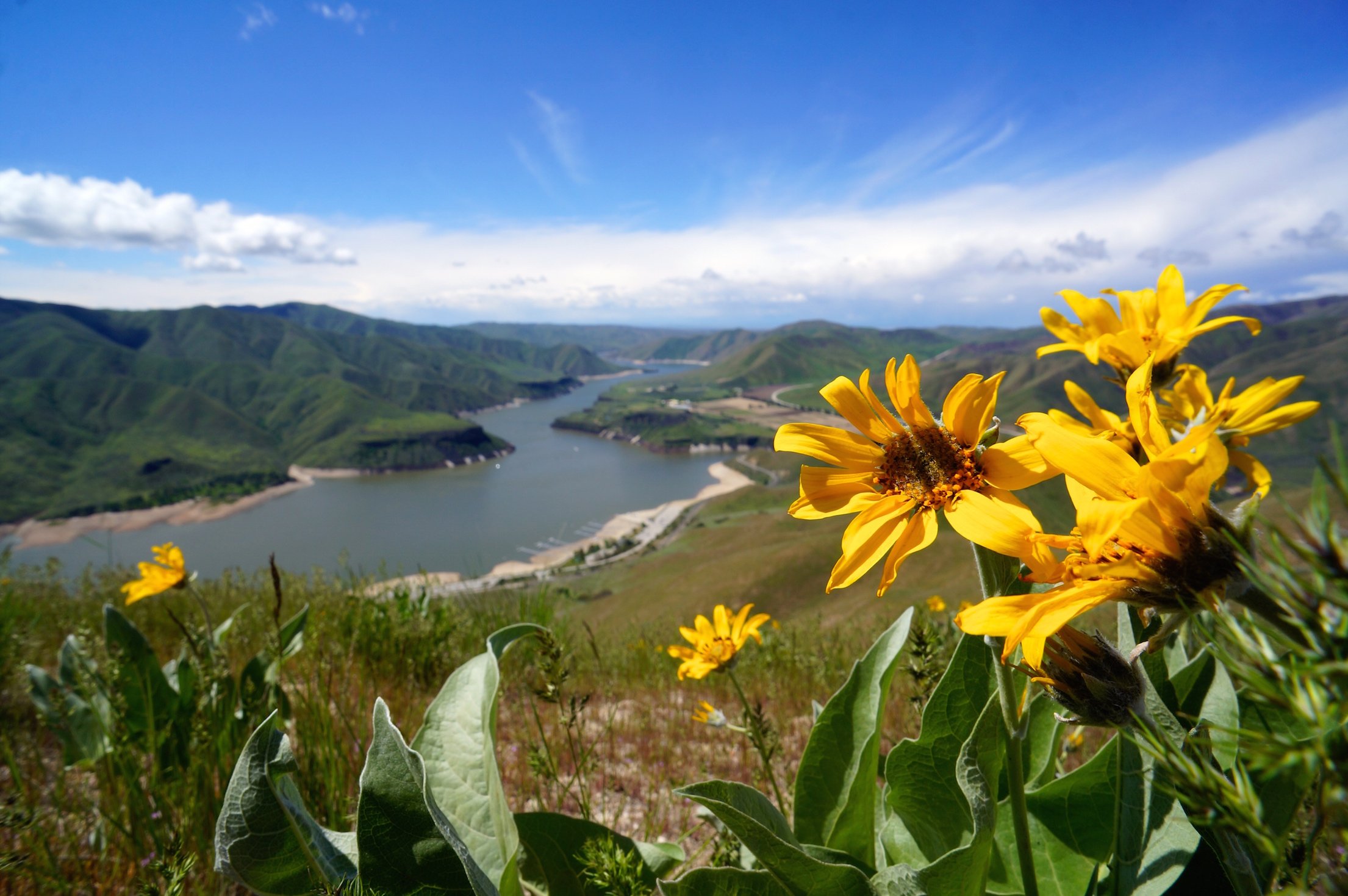 Wildflowers in Idaho