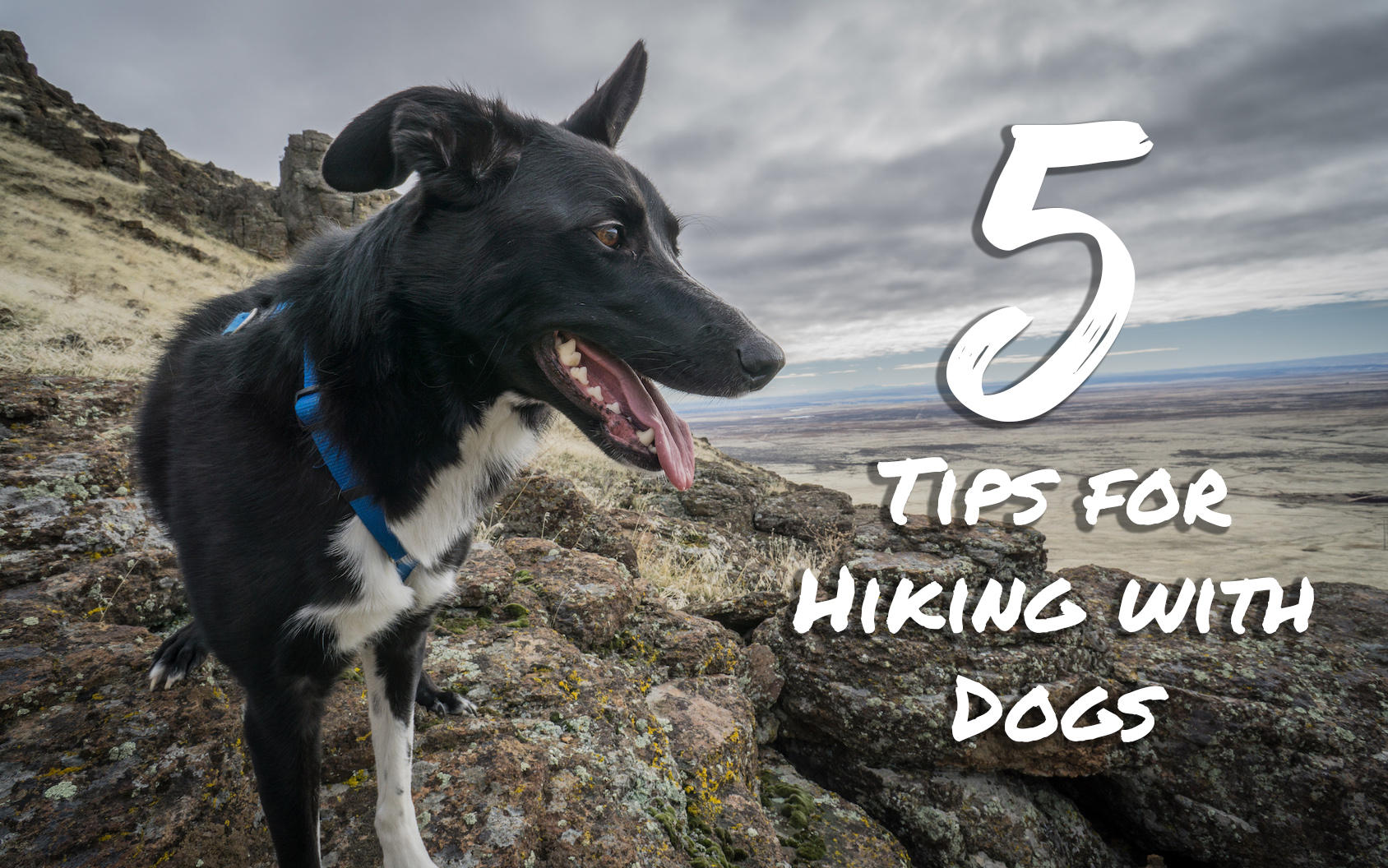 5 tips for hiking with dogs