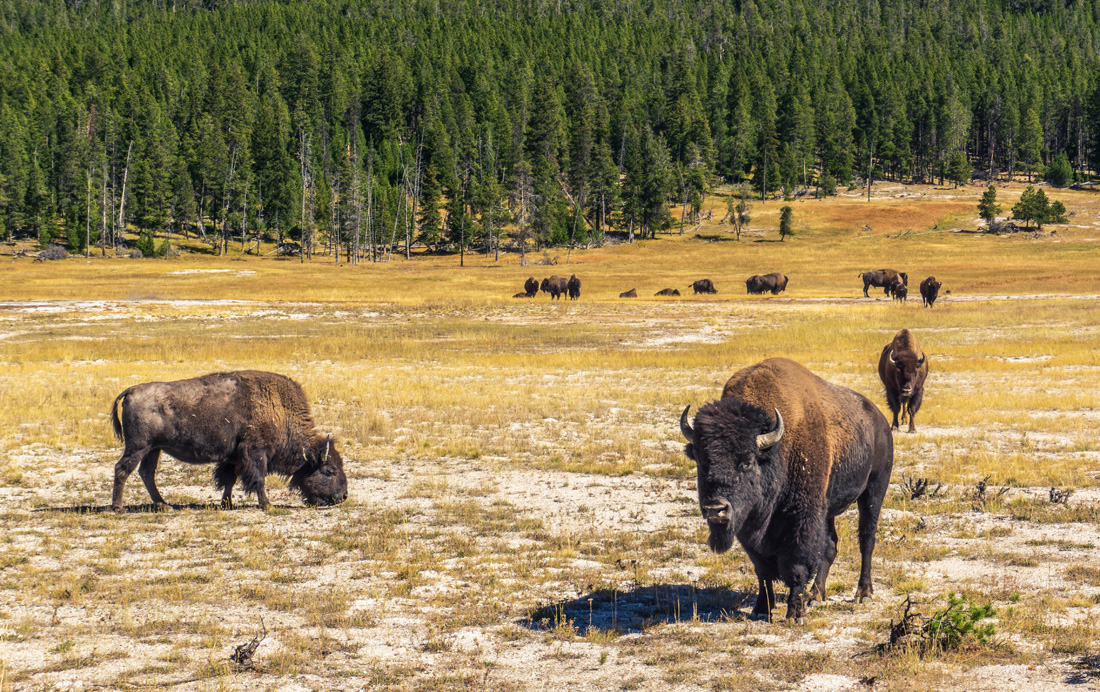 Buffalo grazing at Yellowstone National Park