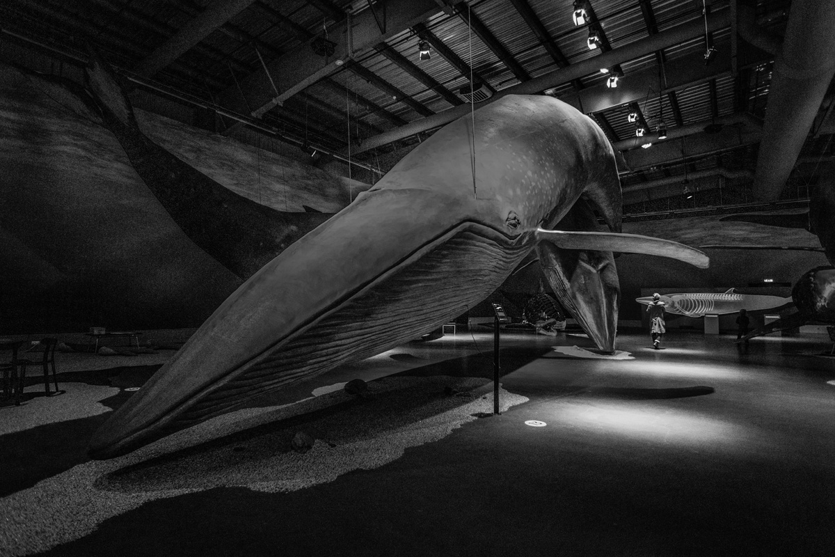 Model of Humpback Whale